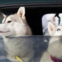 image of husky dogs riding in a car