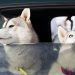 image of husky dogs riding in a car