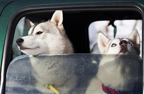 image of husky dogs riding in a car