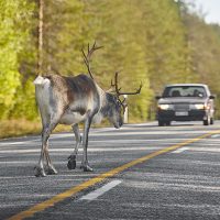 Image of a driver who will need to use their comprehensive auto insurance if they hit a deer in the roadway