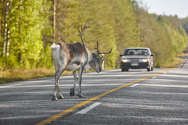 An image of a driver who will need to use comprehensive auto insurance if they hit a reindeer in the road.
